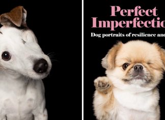 Fotógrafa faz ensaio com cães “imperfeitos”. Ter uma deficiência os torna ainda mais especiais