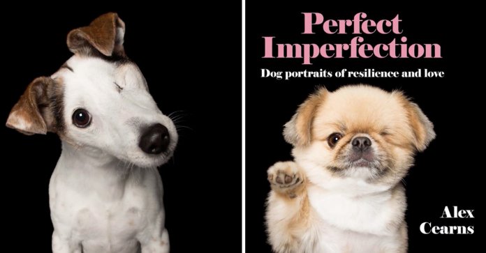 Fotógrafa faz ensaio com cães “imperfeitos”. Ter uma deficiência os torna ainda mais especiais