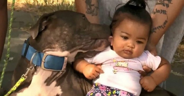 Pitbull arrasta bebê de fralda para fora de uma casa em chamas, salvando uma família inteira