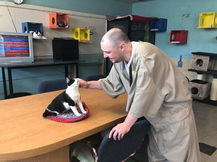 asomadetodosafetos.com - Prisão adota gatos de abrigo e transforma a vida dos seus detentos