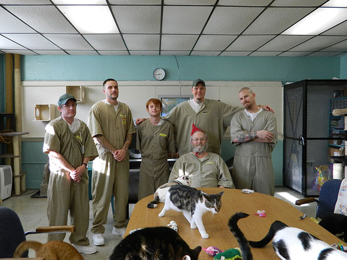 asomadetodosafetos.com - Prisão adota gatos de abrigo e transforma a vida dos seus detentos