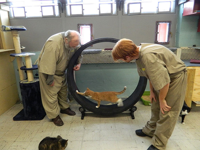 psicologiasdobrasil.com.br - Prisão adota gatos de abrigo e transforma a vida dos seus detentos