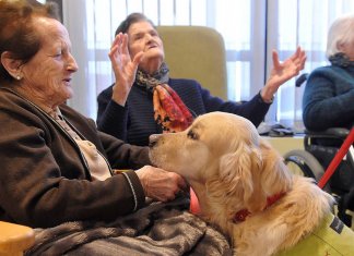 Cães resgatados de donos que os maltratavam se tornam terapia em lar para idosos