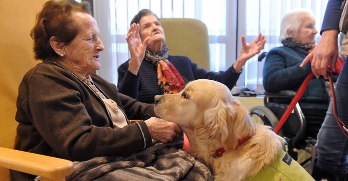 Cães resgatados de donos que os maltratavam se tornam terapia em lar para idosos