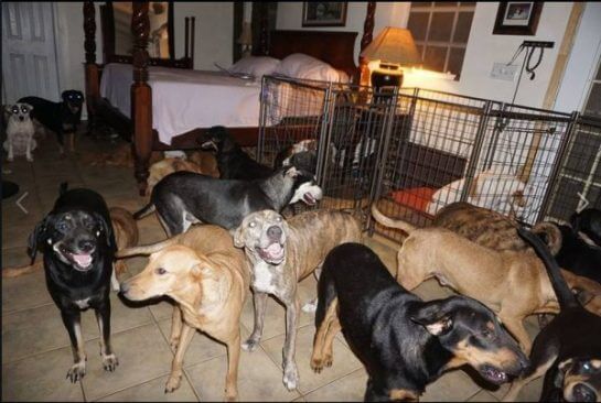 asomadetodosafetos.com - Ela abrigou 97 cães em casa para protegê-los do Furacão Dorian