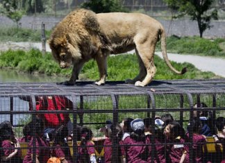 Este zoológico coloca as pessoas em jaulas enquanto os animais ficam livres