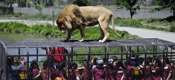 Este zoológico coloca as pessoas em jaulas enquanto os animais ficam livres
