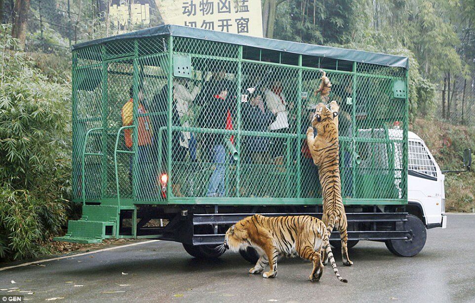 asomadetodosafetos.com - Este zoológico coloca as pessoas em jaulas enquanto os animais ficam livres
