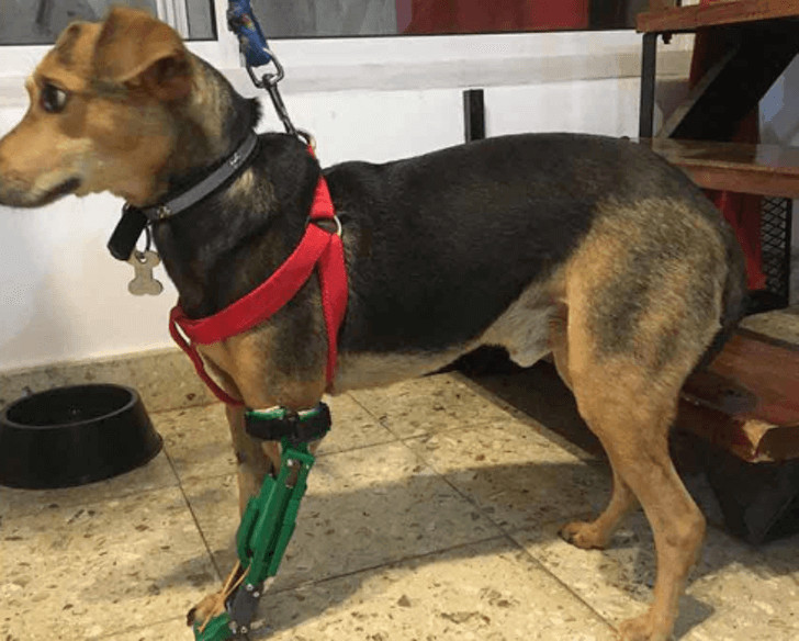 asomadetodosafetos.com - Jovem usa todas as suas economias para fazer próteses 3D para cães amputados