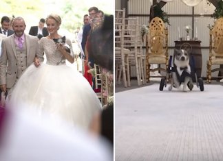 Noiva faz casamento com a presença dos oito cães com deficiência que resgatou