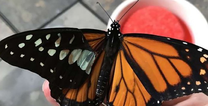 Ela fez um transplante de asa, colou e fez borboleta voltar a voar