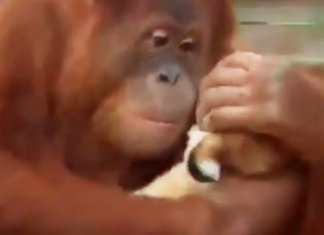 Esse orangotango adotou filhotes de tigre e viralizou nas redes com tanto carinho