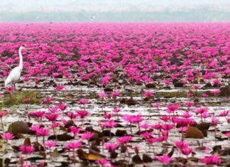 Este lago se transformou em um tapete de flores de lótus