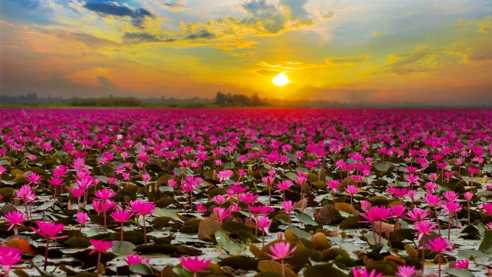 asomadetodosafetos.com - Este lago se transformou em um tapete de flores de lótus