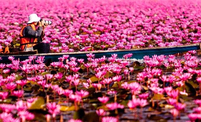 asomadetodosafetos.com - Este lago se transformou em um tapete de flores de lótus
