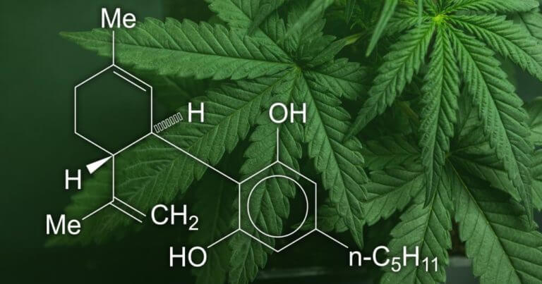 asomadetodosafetos.com - Estudo mostra que a cannabis pode ajudar a matar células cancerígenas