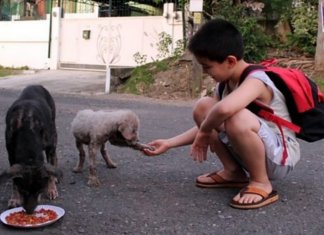 Menino que usou economias para alimentar cães de rua consegue o próprio abrigo