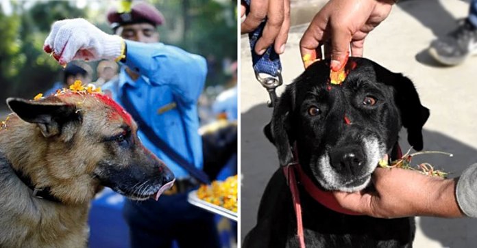 Nepal tem um festival que comemora o “Dia do Cão”, onde eles são adorados