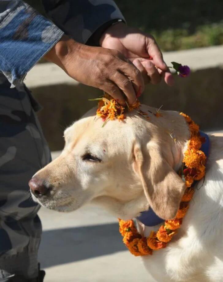 asomadetodosafetos.com - Nepal tem um festival que comemora o "Dia do Cão", onde eles são adorados