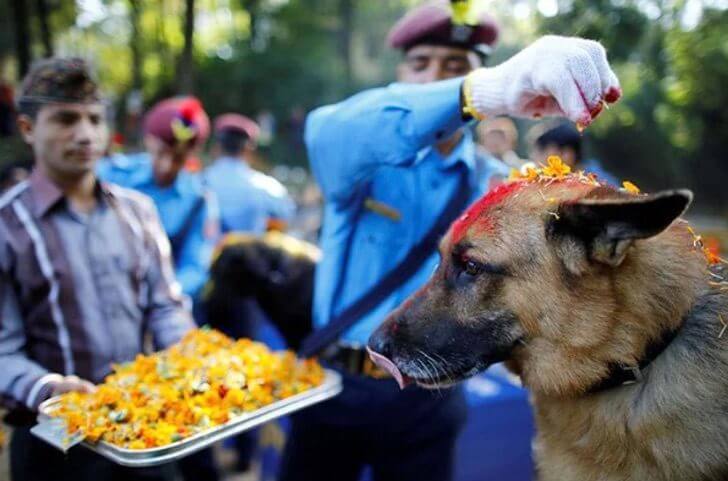 asomadetodosafetos.com - Nepal tem um festival que comemora o "Dia do Cão", onde eles são adorados