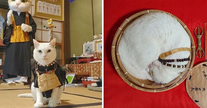 No Japão existe um santuário de gatos e seus monges são os mais fofos do mundo