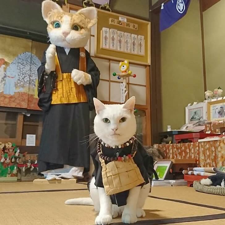 asomadetodosafetos.com - No Japão existe um santuário de gatos e seus monges são os mais fofos do mundo