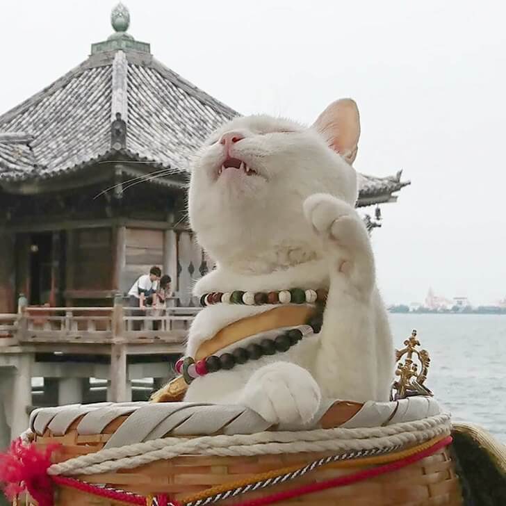 asomadetodosafetos.com - No Japão existe um santuário de gatos e seus monges são os mais fofos do mundo