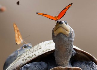 Você sabia que as borboletas bebem as lágrimas das tartarugas?