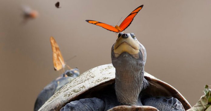 Você sabia que as borboletas bebem as lágrimas das tartarugas?