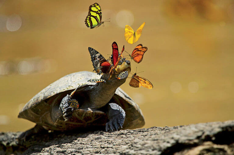 asomadetodosafetos.com - Você sabia que as borboletas bebem as lágrimas das tartarugas?