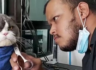 A cara do desprezo: gata viraliza em foto pelo olhar mortal em visita ao pet shop