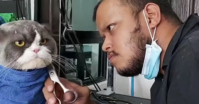 A cara do desprezo: gata viraliza em foto pelo olhar mortal em visita ao pet shop