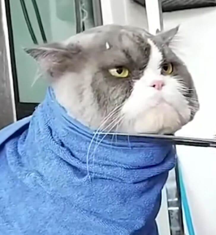 asomadetodosafetos.com - A cara do desprezo: gata viraliza em foto pelo olhar mortal em visita ao pet shop