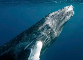 Baleia jubarte tem aumento de 450 para 25 mil da sua espécie