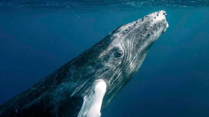 Baleia jubarte tem aumento de 450 para 25 mil da sua espécie