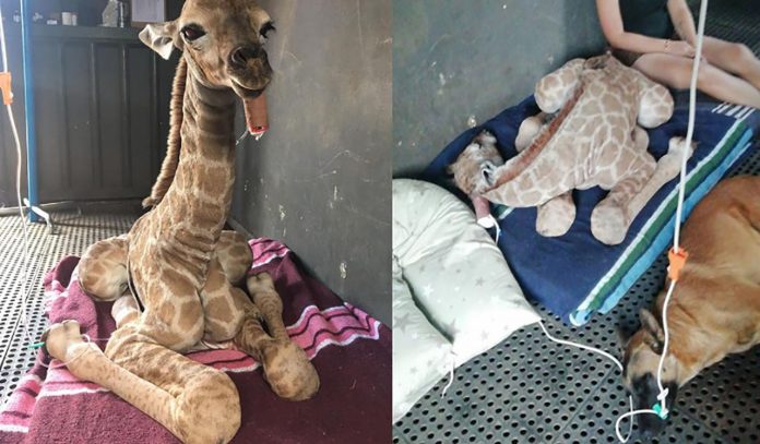 Cachorro e girafa viram melhores amigos em lar para animais abandonados