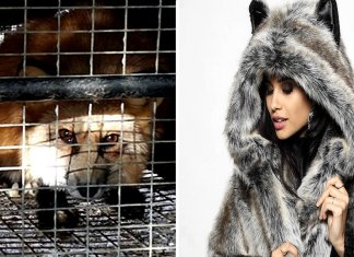 Califórnia proíbe a venda de roupas confeccionadas com pele animal