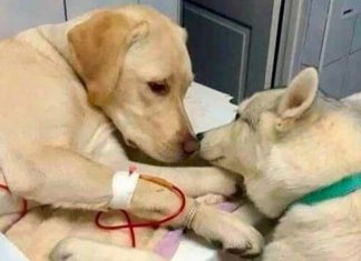Cena linda | cãozinho acompanha amigo doente no veterinário e foto viraliza