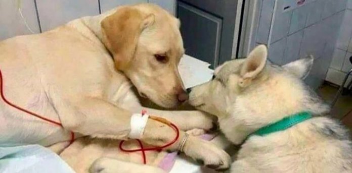 Cena linda | cãozinho acompanha amigo doente no veterinário e foto viraliza
