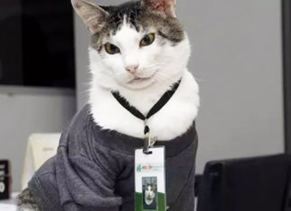 Gato é contratado para cargo de gerente e aumenta o faturamento da empresa
