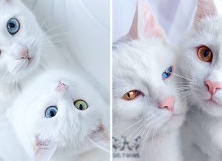 Gatos gêmeos com olhos heterocromáticos conquistam a internet. Eles fazem tudo juntos!