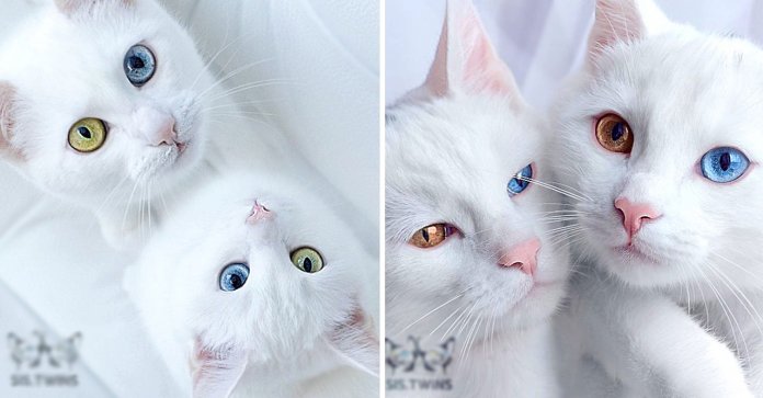 Gatos gêmeos com olhos heterocromáticos conquistam a internet. Eles fazem tudo juntos!