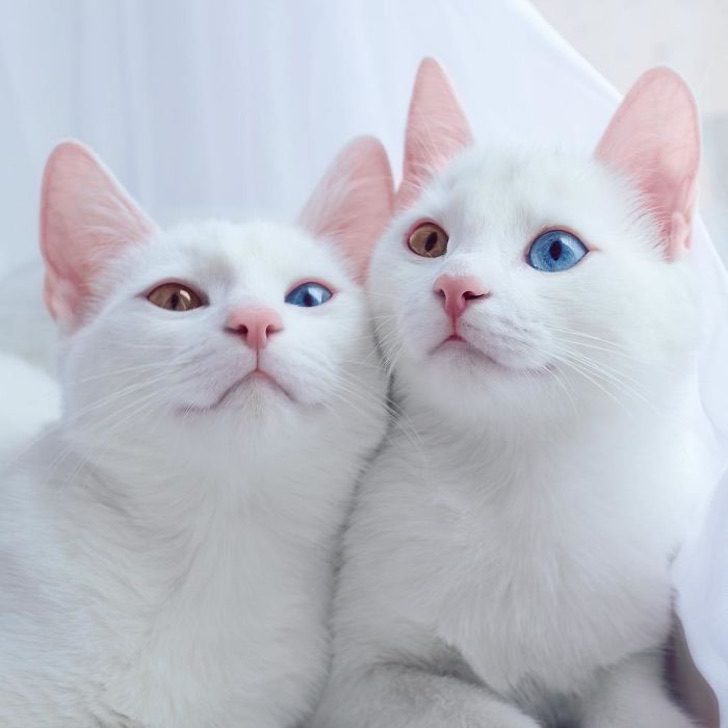 asomadetodosafetos.com - Gatos gêmeos com olhos heterocromáticos conquistam a internet. Eles fazem tudo juntos!