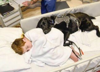 Labrador não desgruda do seu melhor amigo nem no hospital