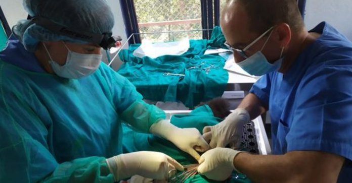 Veterinários espanhóis viajam para o Nepal para tratar de cães desabrigados de graça