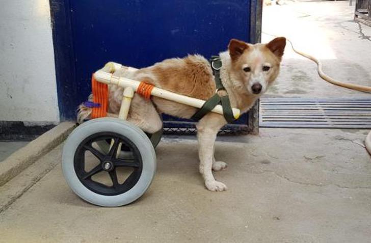 asomadetodosafetos.com - Veterinários espanhóis viajam para o Nepal para tratar de cães desabrigados de graça