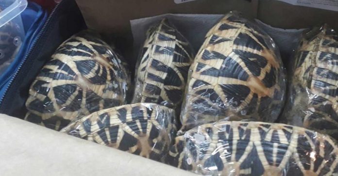 Polícia consegue resgatar 95 tartarugas que estavam sendo traficadas dentro de plásticos