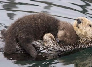 Amor é isso: Mamãe lontra flutua com o bebê no peito para mantê-lo seco e protegido