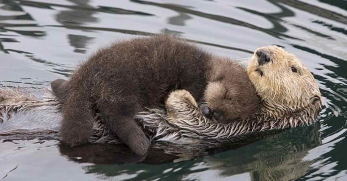 Amor é isso: Mamãe lontra flutua com o bebê no peito para mantê-lo seco e protegido