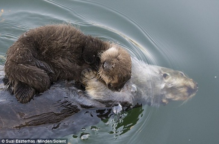 asomadetodosafetos.com - Amor é isso: Mamãe lontra flutua com o bebê no peito para mantê-lo seco e protegido